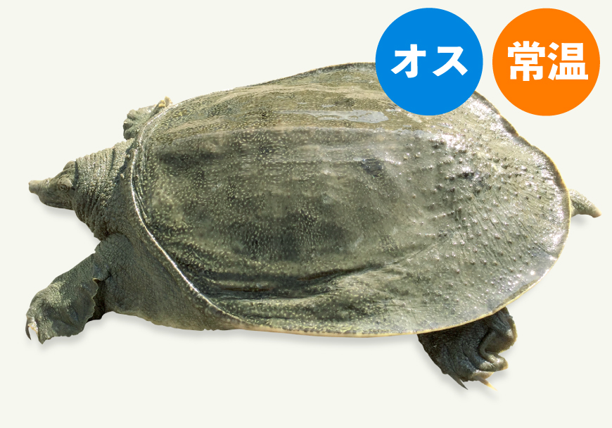 常温 活きスッポン一匹約1kg オス 水産物 スッポン 熊本 水産物 和風惣菜 食材 鍋セット そのまんま通販 特産品ギフトを産直お取り寄せ