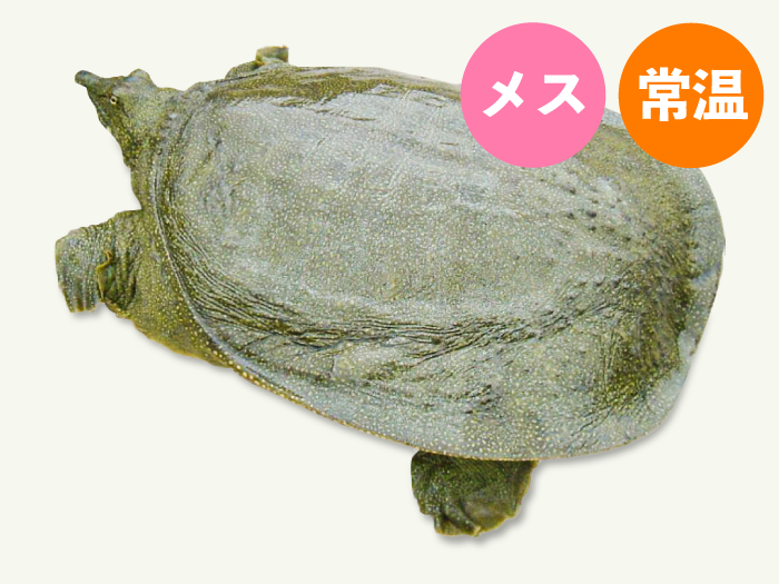 常温 活きスッポン一匹約1kg メス 水産物 スッポン 熊本 水産物 和風惣菜 食材 鍋セット そのまんま通販 特産品ギフトを産直お取り寄せ