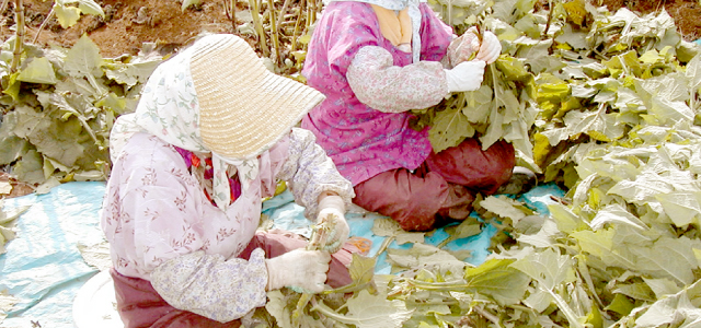 つくばヤーコン株式会社 そのまんま通販 特産品ギフトを産直お取り寄せ